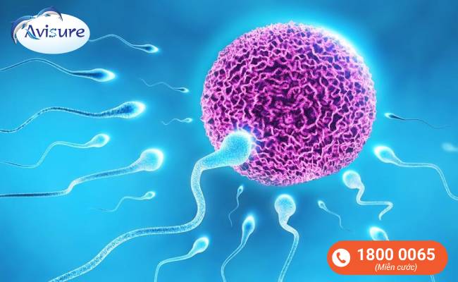 Quá trình thụ thai xảy ra khi có sự kết hợp giữa trứng và tinh trùng