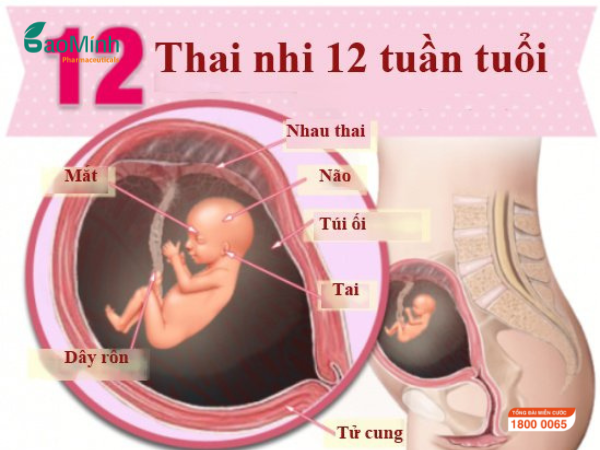 Sự phát triển của thai nhi ở tuần thai thứ 12