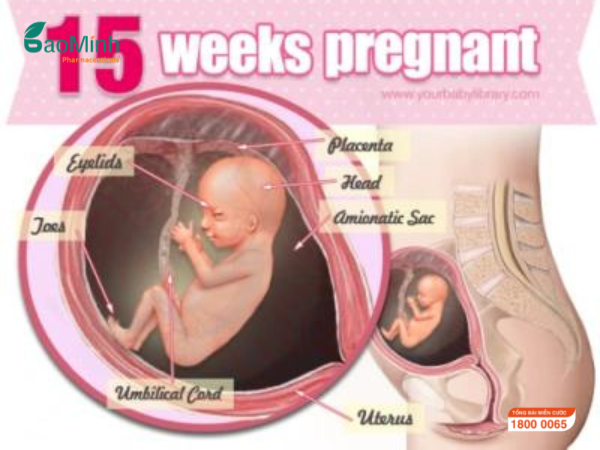 Sự Phát triển của Thai Nhi ở tuần thai thứ 15