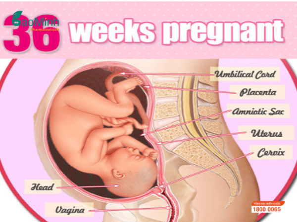 Sự phát triển của Thai Nhi tuần thai thứ 36