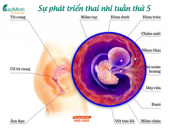 Sự phát triển của Thai nhi trong tuần thai thứ 5
