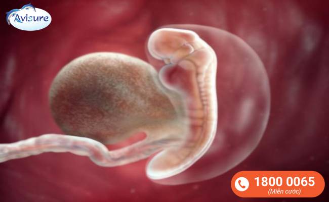 Sự phát triển của thai nhi tuần thứ 4
