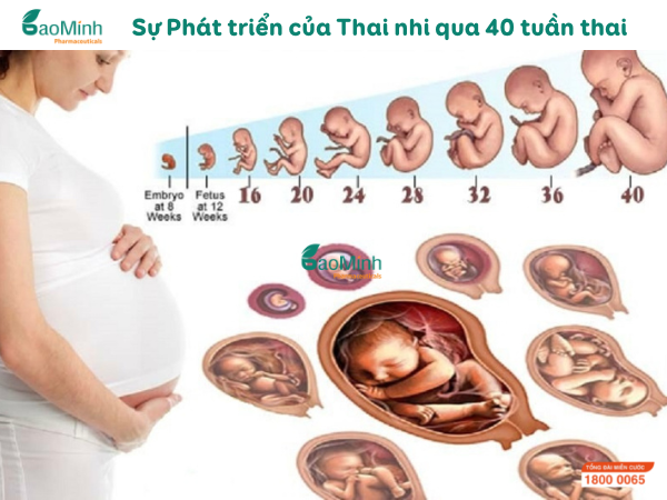 Sự phát triển của Thai Nhi theo 40 tuần thai